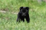 SCHIPPERKE 751